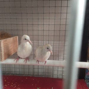 Putih lurik x putih lurik