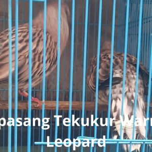 Tekukur Warna Leopard