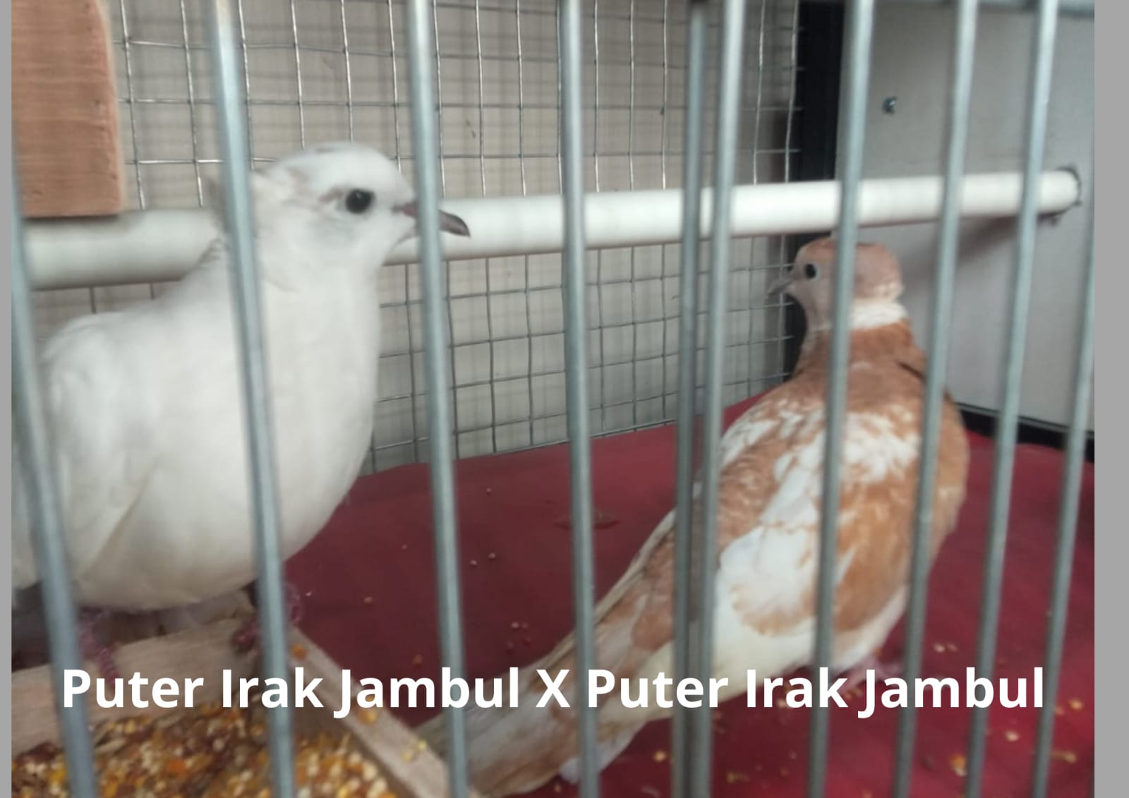 WhatsApp Image 2025-08-12 at 08.45