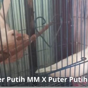Puter Putih MM X Puter Putih MM